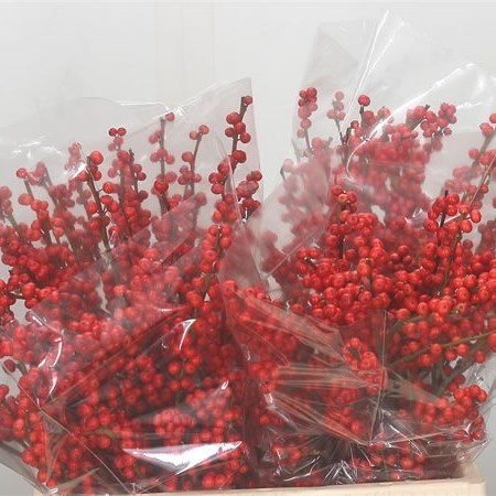 ILEX VERTICILLATA