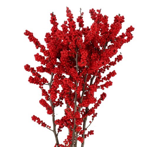 ILEX VERTICILLATA