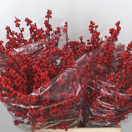 ILEX VERTICILLATA