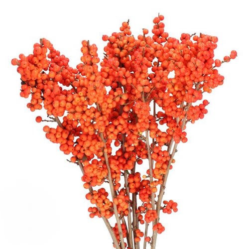 ILEX VERTICULATA MAGICAL TIMES