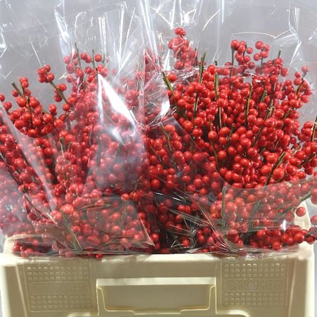 ILEX VERTICULLATA