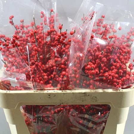 ILEX VERTICULLATA