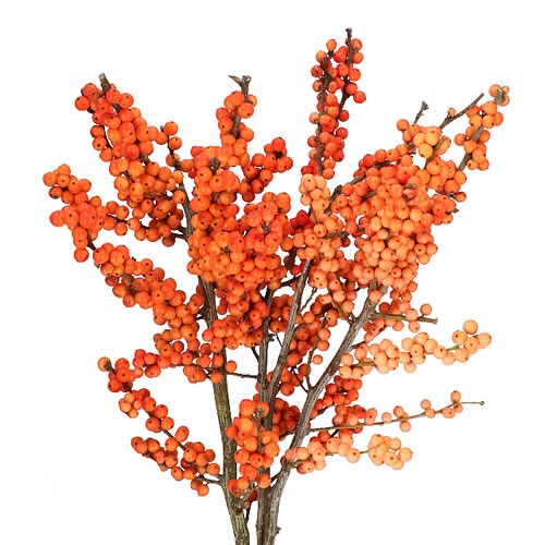 ILEX WINTER GOLD