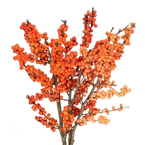 ILEX WINTER GOLD