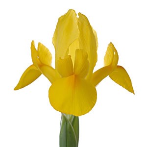 IRIS GOLDEN BEAUTY