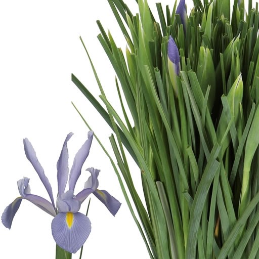 IRIS SHANGHAI
