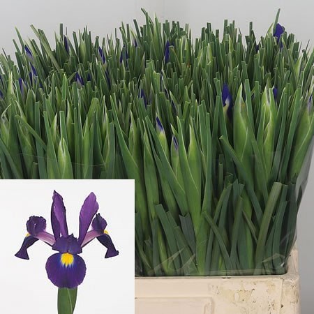 IRIS TIGRIS