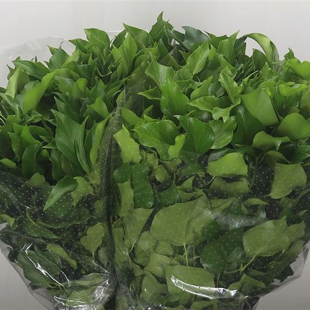 IVY BUNCH