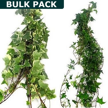 Ivy Trails Variegated/Green Mix 90cm