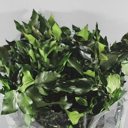 IVY PRESERVED