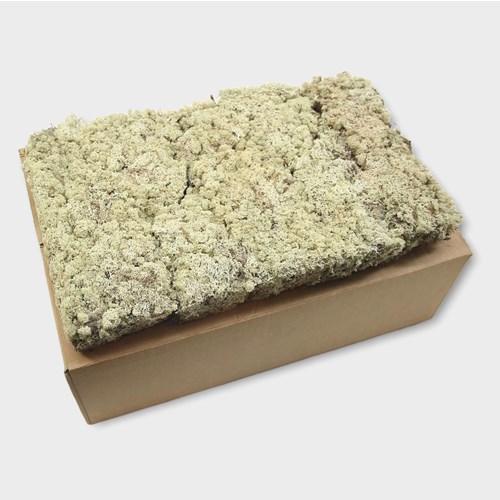 Iceland Moss (Dried 200gm)