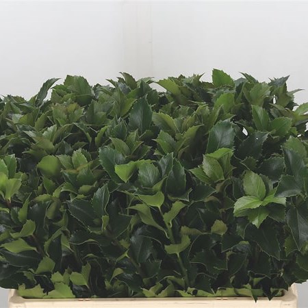 Ilex Blue Fantasy
