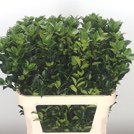 Ilex Blue Fantasy