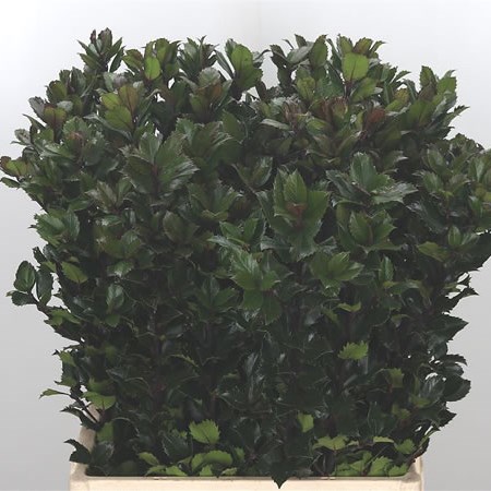 Ilex Blue Prince