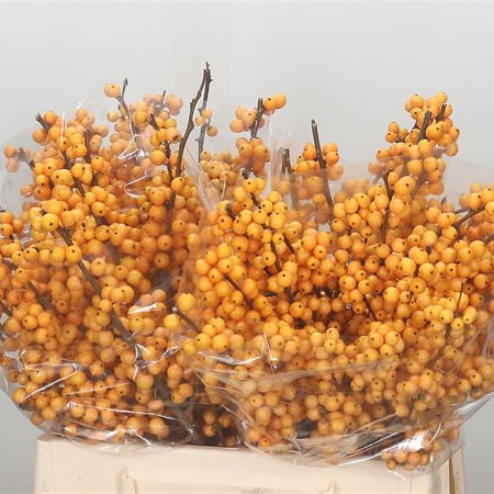 Ilex Golden Verboom