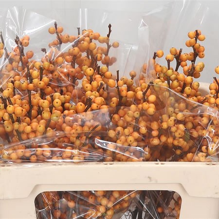 Ilex Golden Verboom