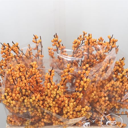 Ilex Golden Verboom