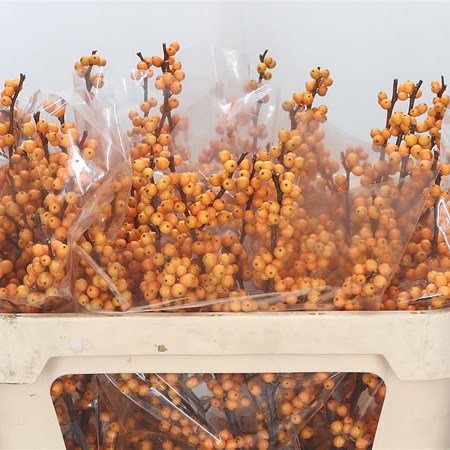 Ilex Golden Verboom