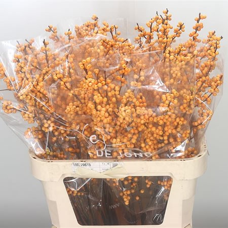 Ilex Golden Verboom