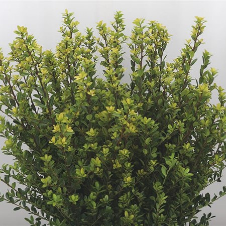 Ilex Green Hedge