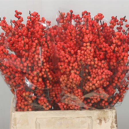 Ilex Larange