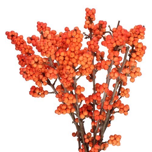 Ilex Magical Daydream
