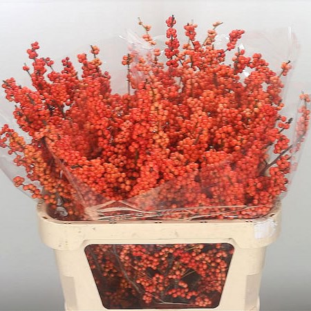 Ilex Magical Daydream 80cm | Wholesale Dutch Flowers & Florist
