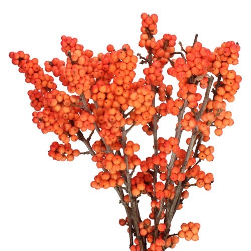 Ilex Magical Daydream 90cm Wholesale Dutch Flowers & Florist Supplies UK