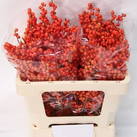 Ilex Verticulata Magical Times