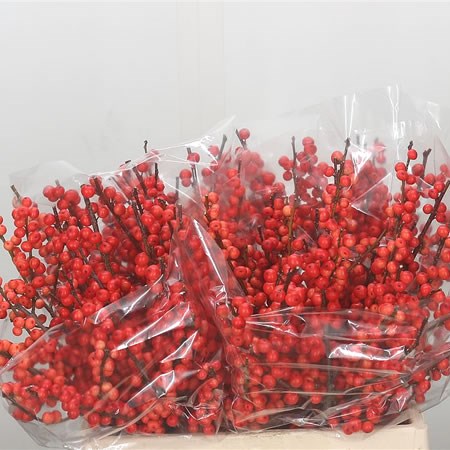 Ilex Oudendijks Orange