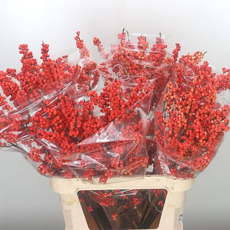Ilex Oudendijks Orange
