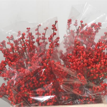 Ilex Verticillata