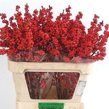 Ilex Verticillata