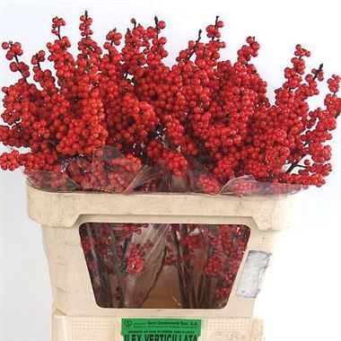 Ilex Verticillata