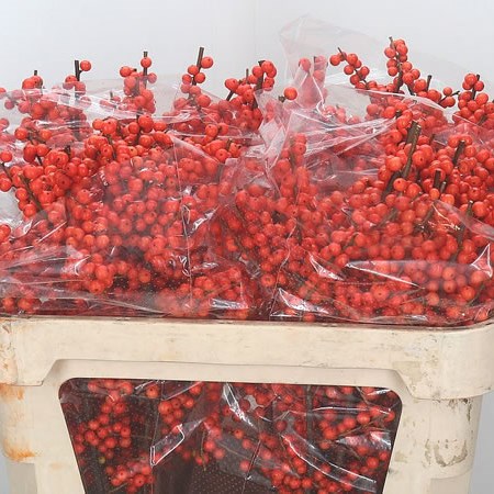 Ilex Verticulata Magical Times
