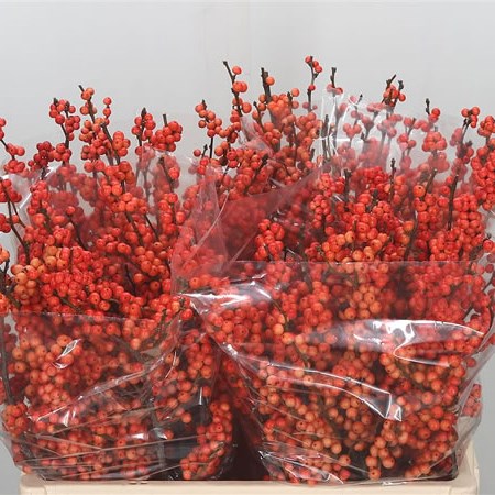 Ilex Winter Gold