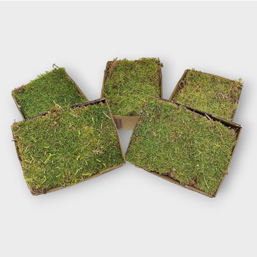 Indian Moss - Natural (5 boxes)