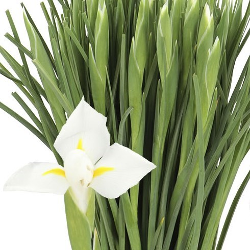 Iris Alaska