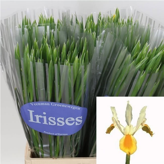 Iris Apollo