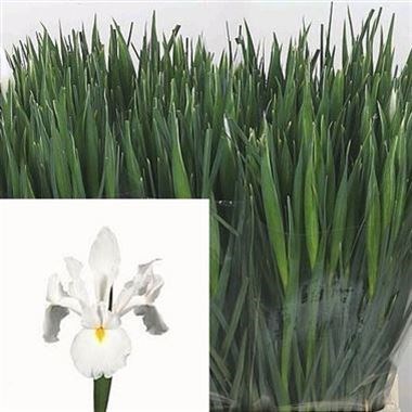 Iris Casablanca (Extra)