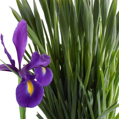 Iris Hong Kong