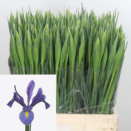 Iris Toronto