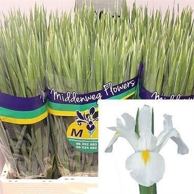 Iris White Magic
