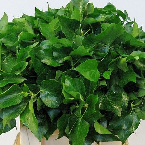 Ivy Bunch