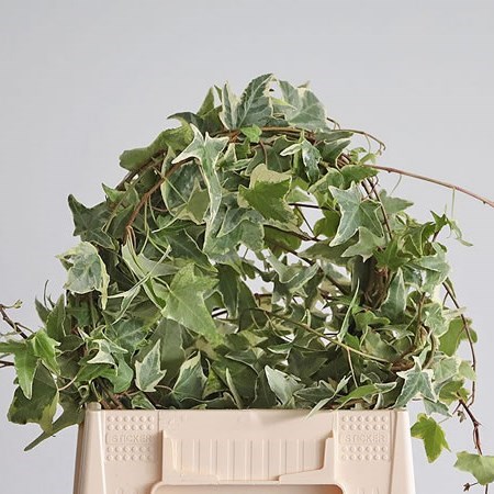 Ivy Trails Variegated 90cm