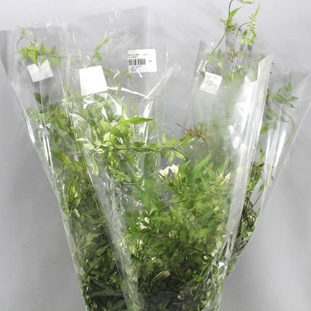 JASMIN