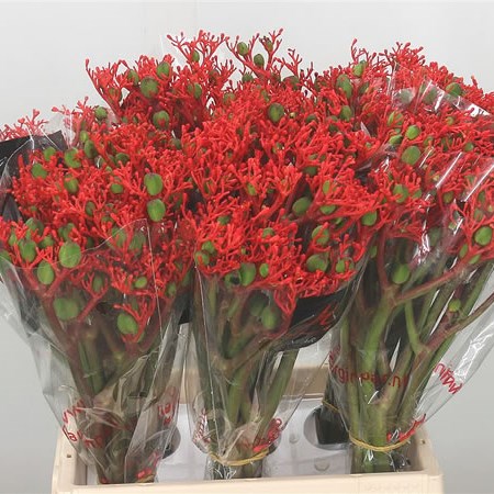 JATROPHA PODAGRICA FIRECRACKER