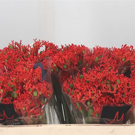 Jatropha Firecracker