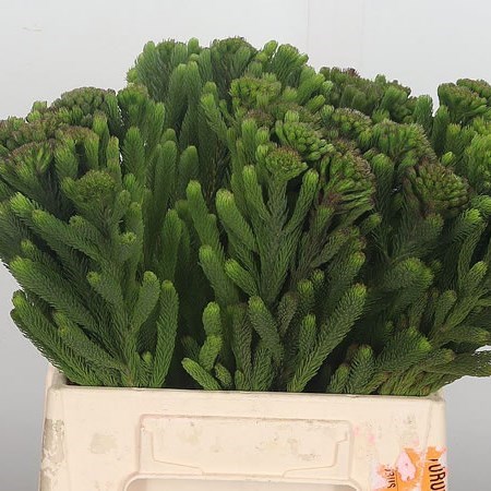 KAAPS BRUNIA ALBIFLORA