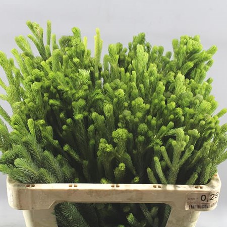 KAAPS BRUNIA ALBIFLORA